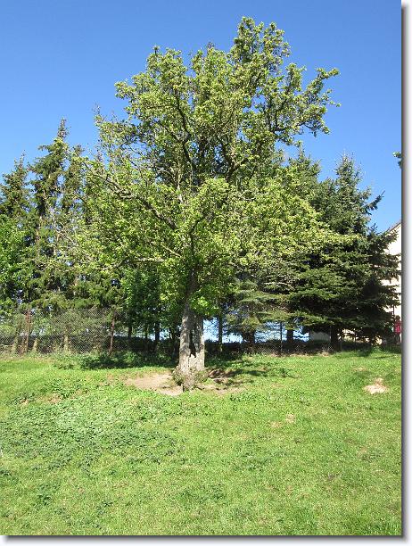 Nächstes Bild